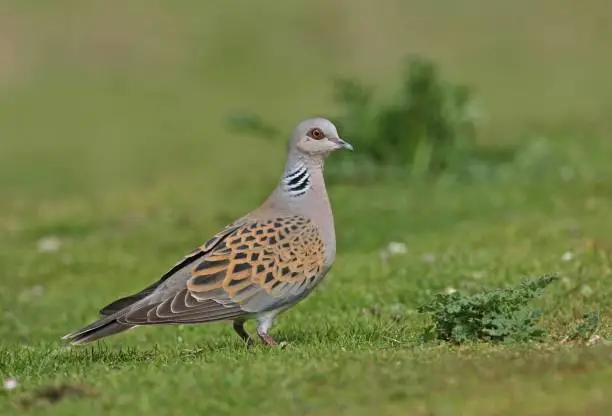 Photo of TURTLE DOVE  (Streptopelia turtur)