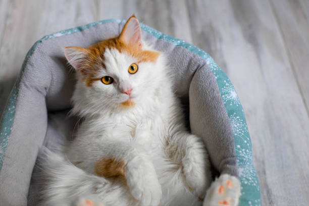 istock domestic white cat lies in a couch. 1496945575