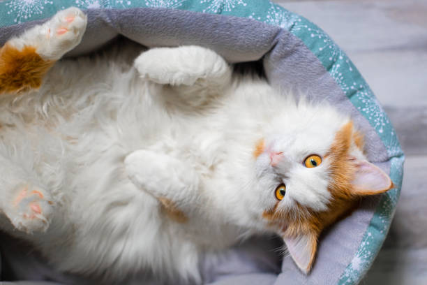 istock domestic white cat lies in a couch. 1496945577