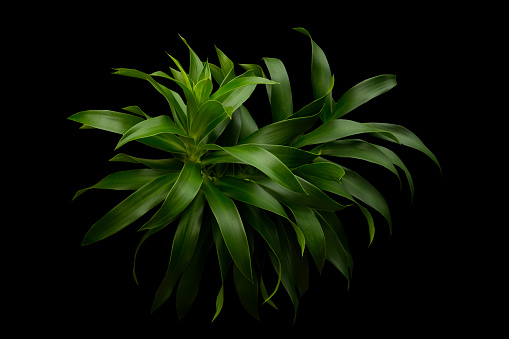 green leaves on a black background.clipping path