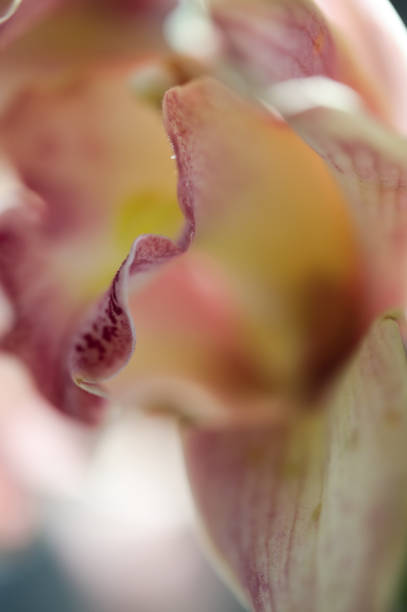 macro image of pink petal