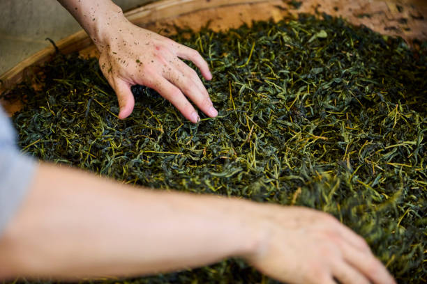 istock Experienced artisan producing Oolong tea producing green tea with modern equipment in their own tea factory. 1496948270