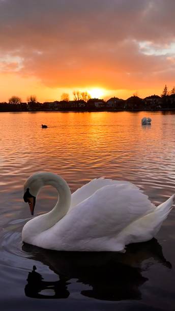 istock White Swan in the Sunset 1496949321