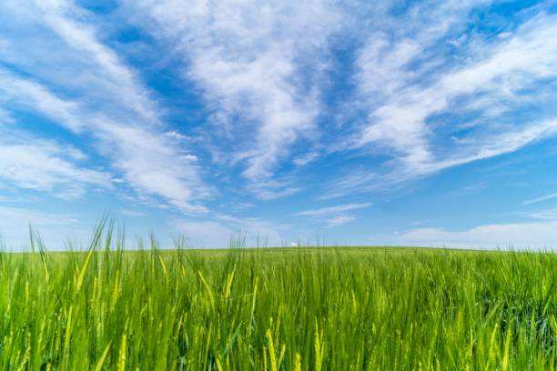 istock Beautiful vibrant green valley under a bright blue sky 1496949442