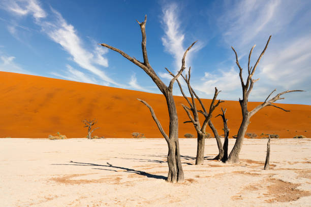 Dead Camelthorn Trees Against Towering Sand Dunes in Deadvlei, Namib-Naukluft National Park, Namibia, Africa stock photo