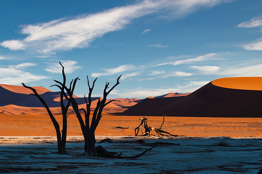 Surreal landscapde at Deadvlei in the Namib-Naukluft National Park, Namibia, Africa.