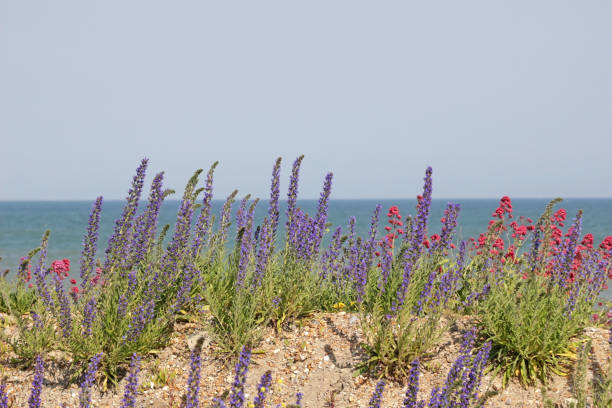 A coastal location with a row of purple and pink wild flowers growing in sandy soil. Blurred in the background is ocean and clear blue sky on the horizon. Location is south England.