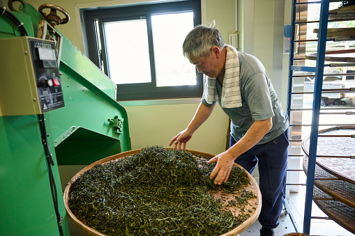 Experienced artisan producing Oolong tea producing green tea with modern equipment in their own tea factory.