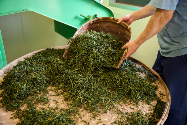 istock Experienced artisan producing Oolong tea producing green tea with modern equipment in their own tea factory. 1496951523
