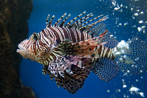 istock The red lion fish in water 1496952292