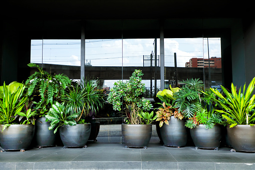 Three concrete flower pots with orange and purple flowers on a stone surface