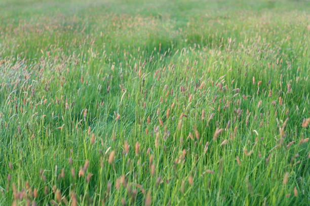 istock Lush long green grass in a meadow in summer, in sunshine 1496953410
