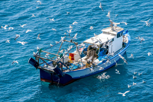 istock Fishing Boat Surrounded By  Seagulls 1496953543