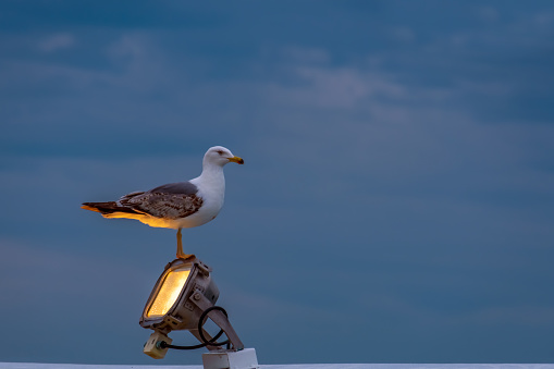 Seagull Perching on Fishing Boat