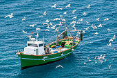 Fishing Boat Surrounded By  Seagulls