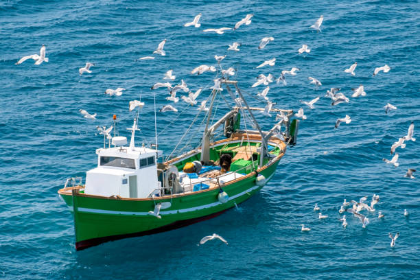 fishing boat surrounded by  seagulls - rede de arrastão imagens e fotografias de stock