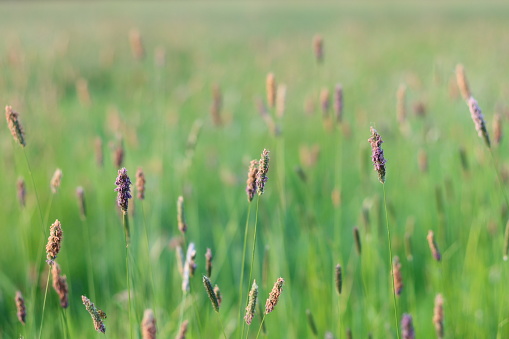 Lush long green grass in a meadow in summer, in sunshine