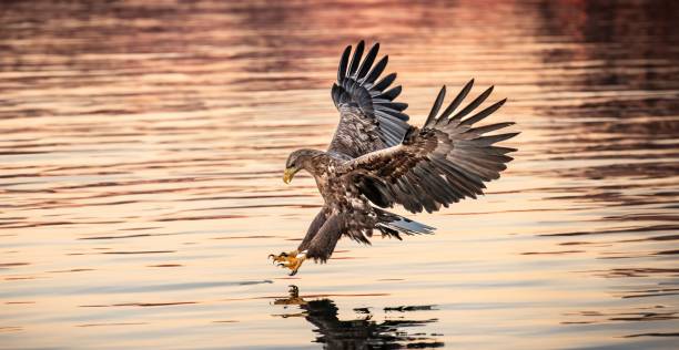 흰꼬리독수리가 먹이를 잡을 준비가 된 고요한 수역 위에 있습니다. - white tailed eagle sea eagle eagle sea 뉴스 사진 이미지