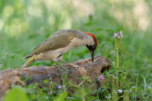 Green woodpecker looking for ants on a tree trunk