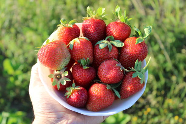 하얀 그릇에 담긴 유기농의 맛있는 딸기. 붉은 여름 과일입니다. - 유기농의 뉴스 사진 이미지