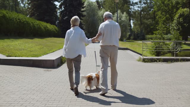 Rear view of stylish senior couple walk with spaniel in summer park