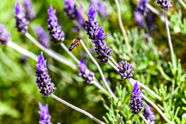 Bee pollinating on lavender flower with blurred background. selective focus