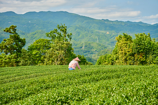 A woman farmer picking up tea leaves in a tea garden.