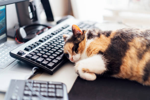istock Multicolor cat sleeping on keyboard at home-based office with IT equipment. Work place with few screens and mouse. Work at home and remote access concept. Comfortable Work space. Soft selective focus. 1496959082