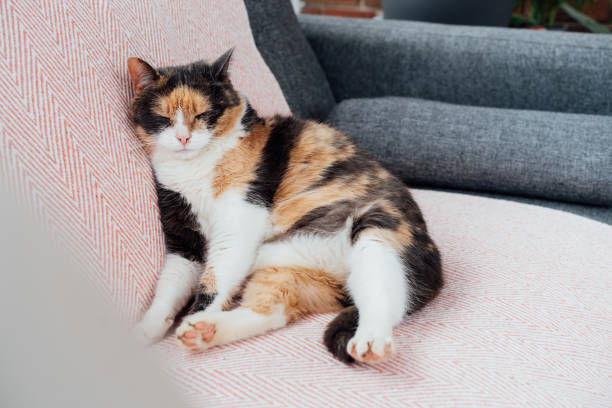 istock Lazy multicolored cat sitting like human and sleeping with its body squashed as she is fully relaxed on couch. Pleased, well-fed senior cat. Funny fluffy cat in cozy home atmosphere. Selective focus 1496959100