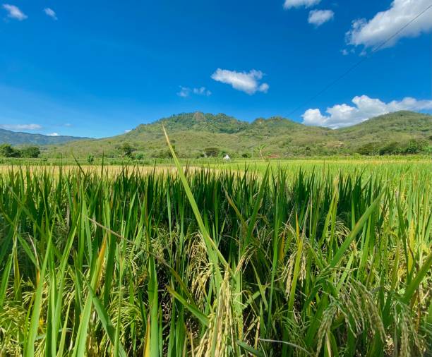 istock beautiful view of green rice fields and mountains during a sunny day 1496959247