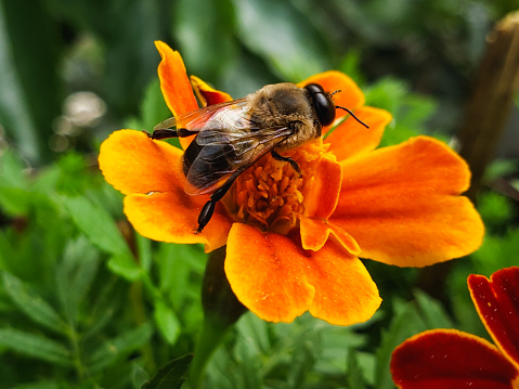 Bee on the flower. honeybee on the French marigold flower. Mutualism between honeybee and flower. Close-up of honeybee on the flower.