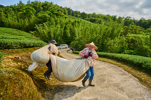 Karabunar, Bulgaria - December 16, 2017: Man from the Gypsy minority on overloaded wooden horse cart. White draft horse with red tassel. Straight asphalt road in the countryside. Ruined old buildings at background