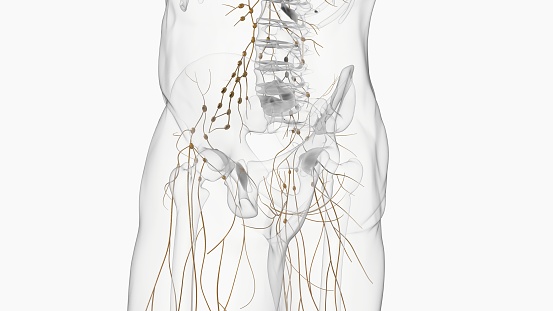 Human Internal System .Anatomical model  mannequin
