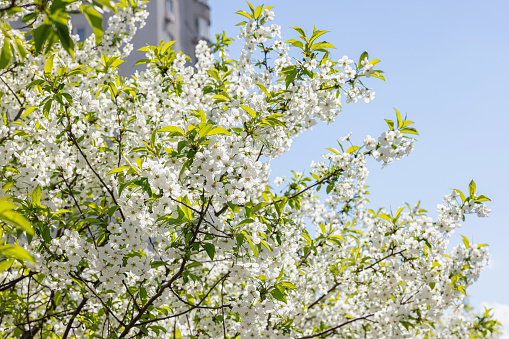 Blooming cherry tree in the city on the background of the cloudless blue sky. Spring seasonal of growing plants. Gardening concept, floral style