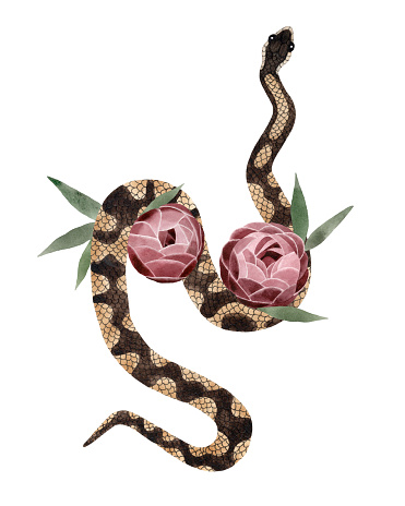 Pink Watercolor Python Watercolor Royal Or Ball Python Snake With Flowers Illustration ...