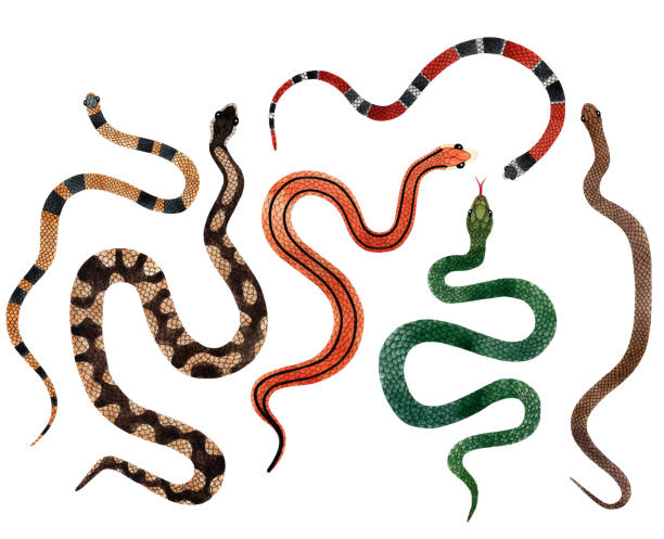 istock Watercolor Snakes top view illustration big set. Isolated on white background. Watercolour reptile collection 1496967296