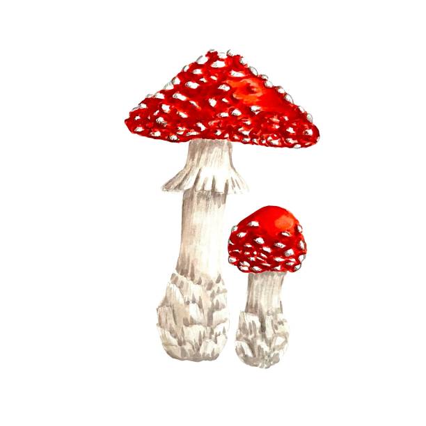 Two Fly agaric mushrooms isolated on white, hand drawn marker illustration in watercolor technique For visual aids, books, postcards, prints for clothes, mugs, shoppers etc. little grebe (tachybaptus ruficollis) stock illustrations