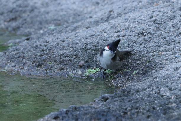 istock Red-whiskered bulbul on the shore drinking water from a pond. Pycnonotus jocosus. 1496968115