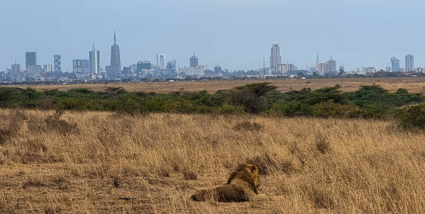 istock Kingdom- Nairobi National Park 1496968532
