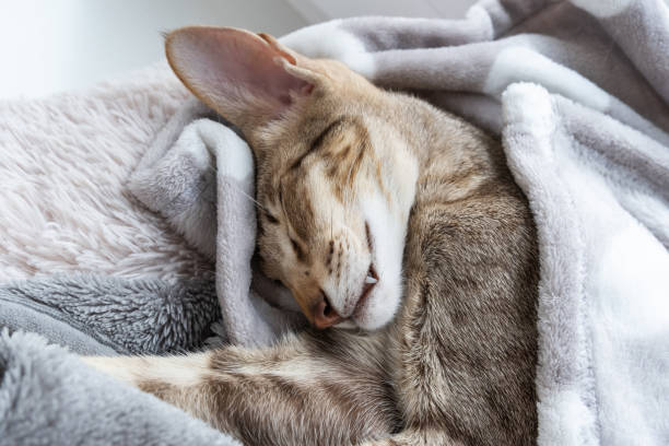 istock Oriental shorthair tabby kitten sleeping near the window. 1496969566