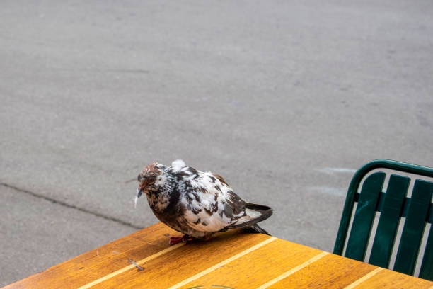 istock fragile wings a sick bird seeking rest on the table 1496970055