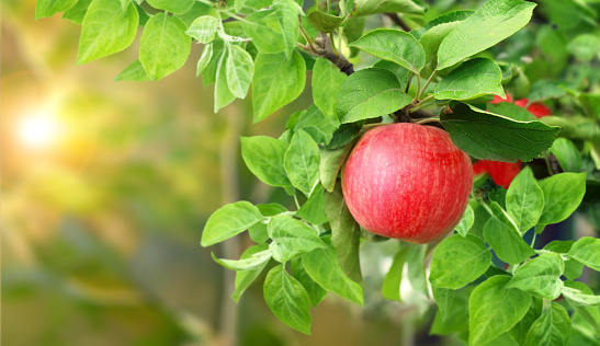 Horizontal banner with apple tree on morning sunny background. Ripe red apples hanging from a tree branch in an apple orchard. Apple hanging from a tree branch in organic farm. Copy space for text