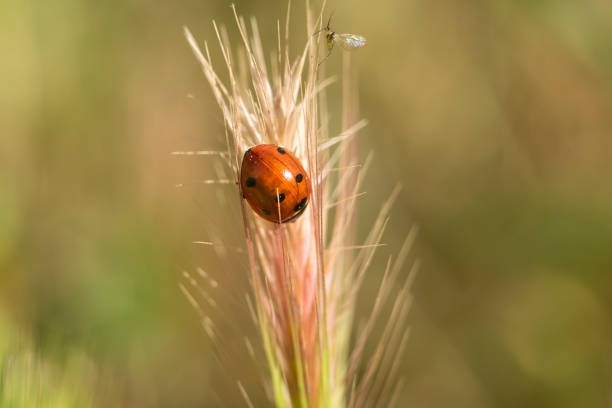 istock Extreme macro shots, Beautiful ladybug on on a spike with natural background. 1496970495