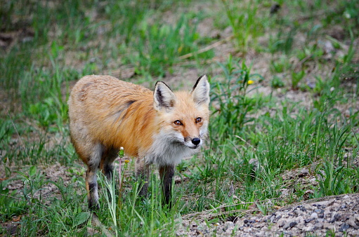 Red Fox in Algonquin Park in Ontario, Canada, in the spring.