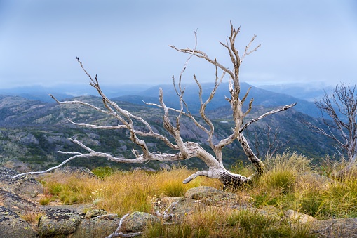 A large fallen tree atop a rocky outcrop, extending over the grassy terrain beneath.