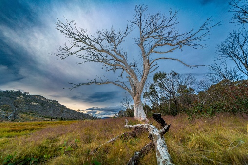 An isolated dead tree against a blue sky, with a rolling grassy field in the background.