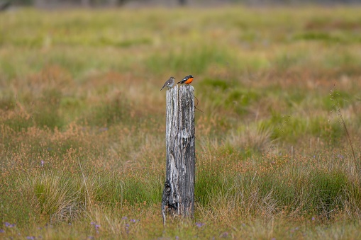 The birds perched atop a weathered wooden post in a sprawling grassy meadow.