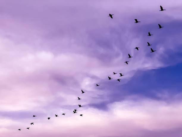istock a flock of birds flying through the sky under a cloudy sky 1496977435