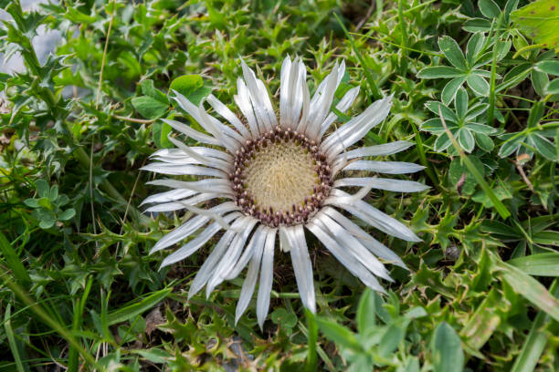 istock Carlina acaulis, the stemless carline thistle 1496977687