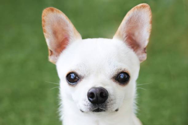 istock Chico the chihuahua 1496978999